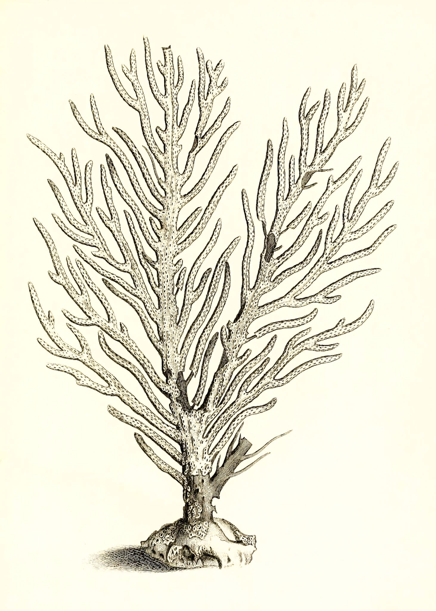 Gorgonia palma