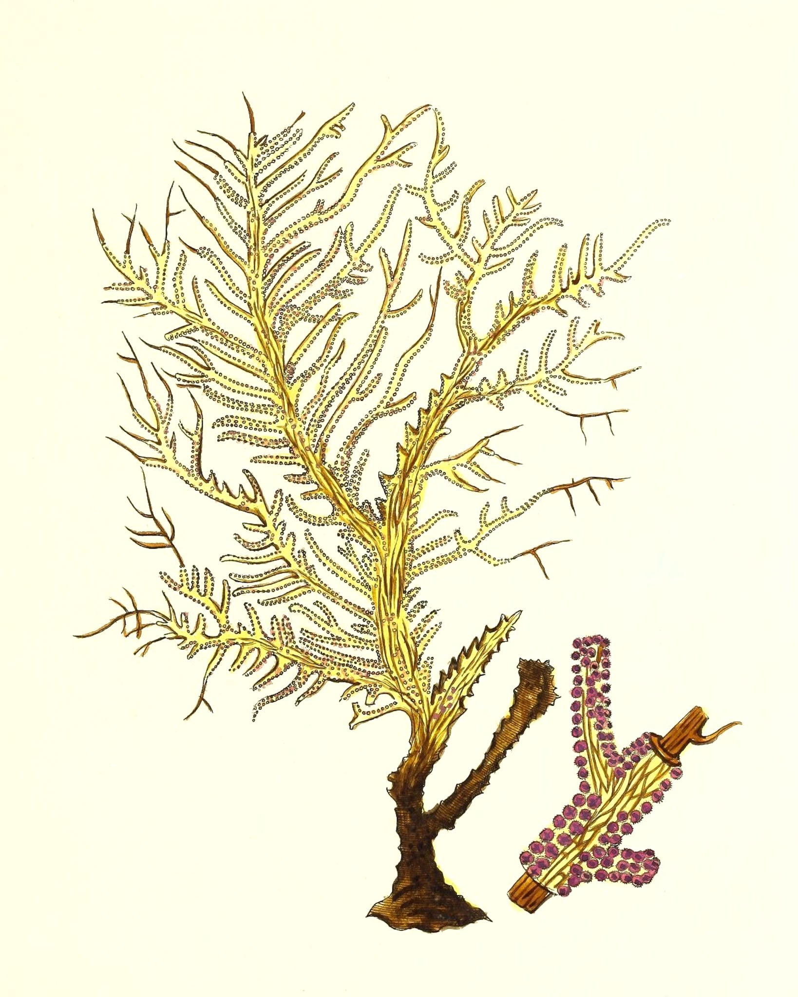 Gorgonia petechizans