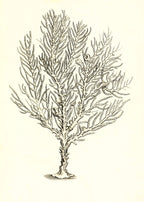 Gorgonia petechizans