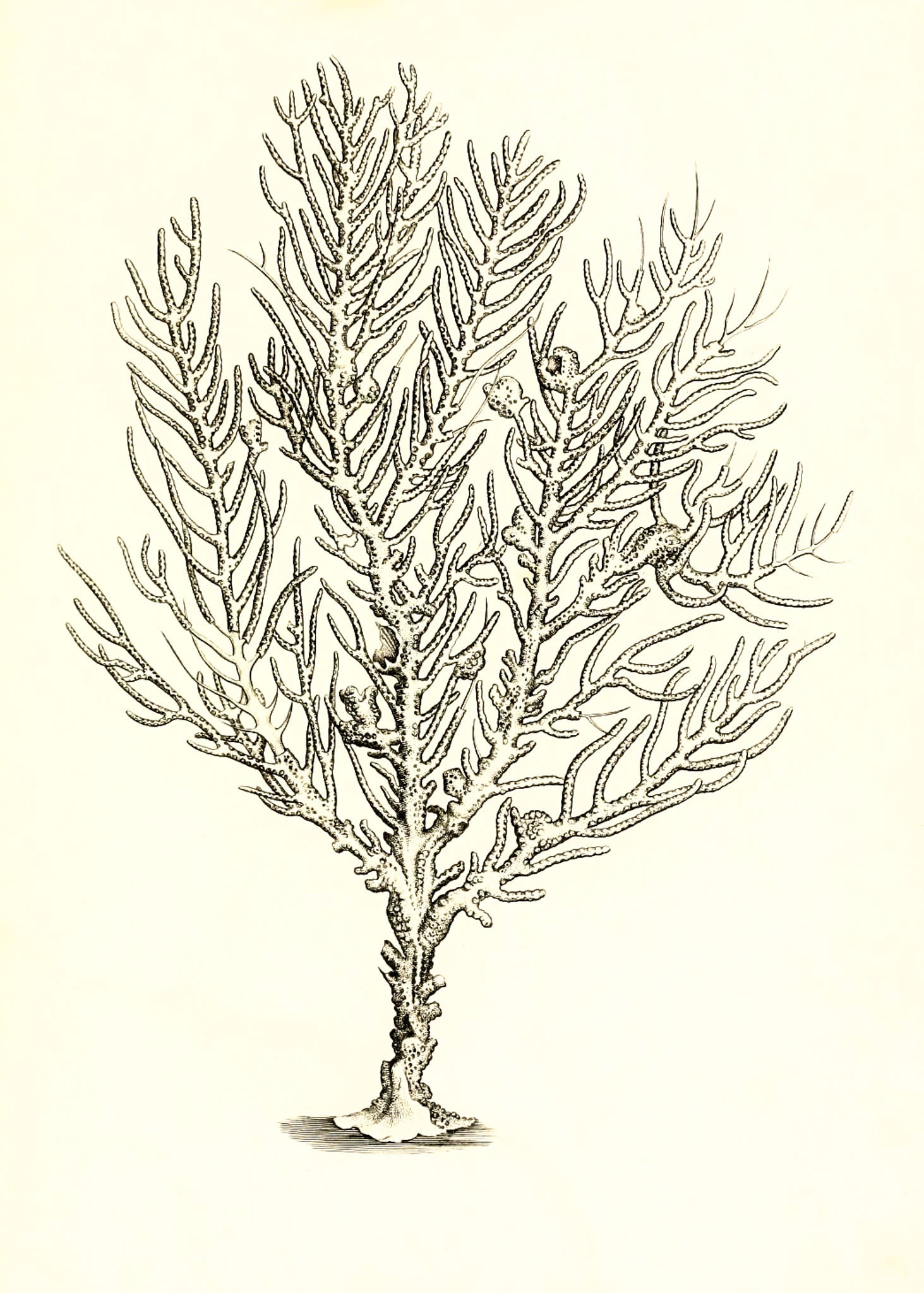 Gorgonia petechizans