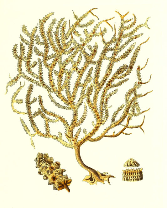 Gorgonia placomus