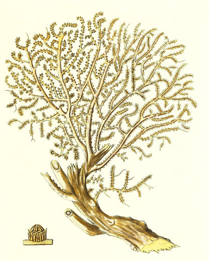 Gorgonia placomus 2