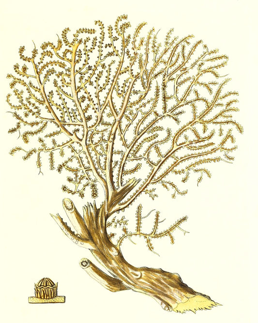 Gorgonia placomus 2