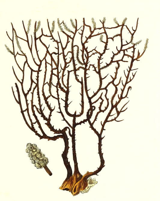 Gorgonia placomus 3