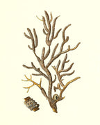 Gorgonia placomus 4