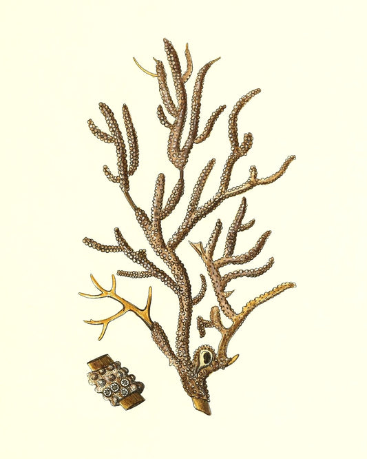 Gorgonia placomus 4