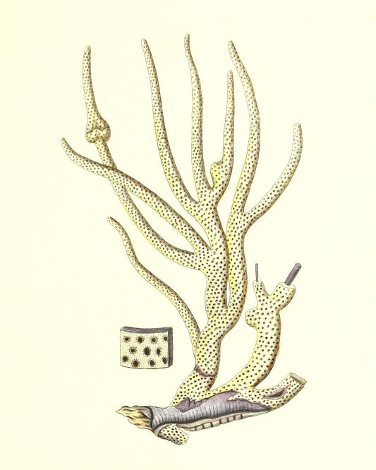 Gorgonia porofa