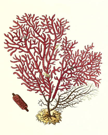 Gorgonia salappo