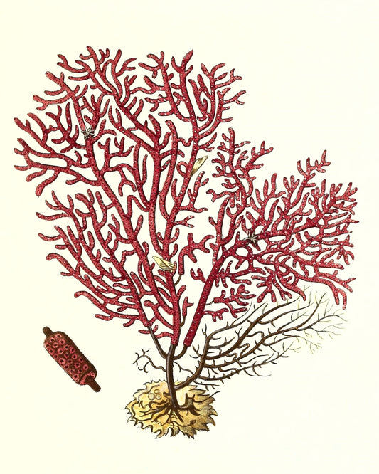 Gorgonia salappo