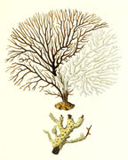 Gorgonia tuberculata