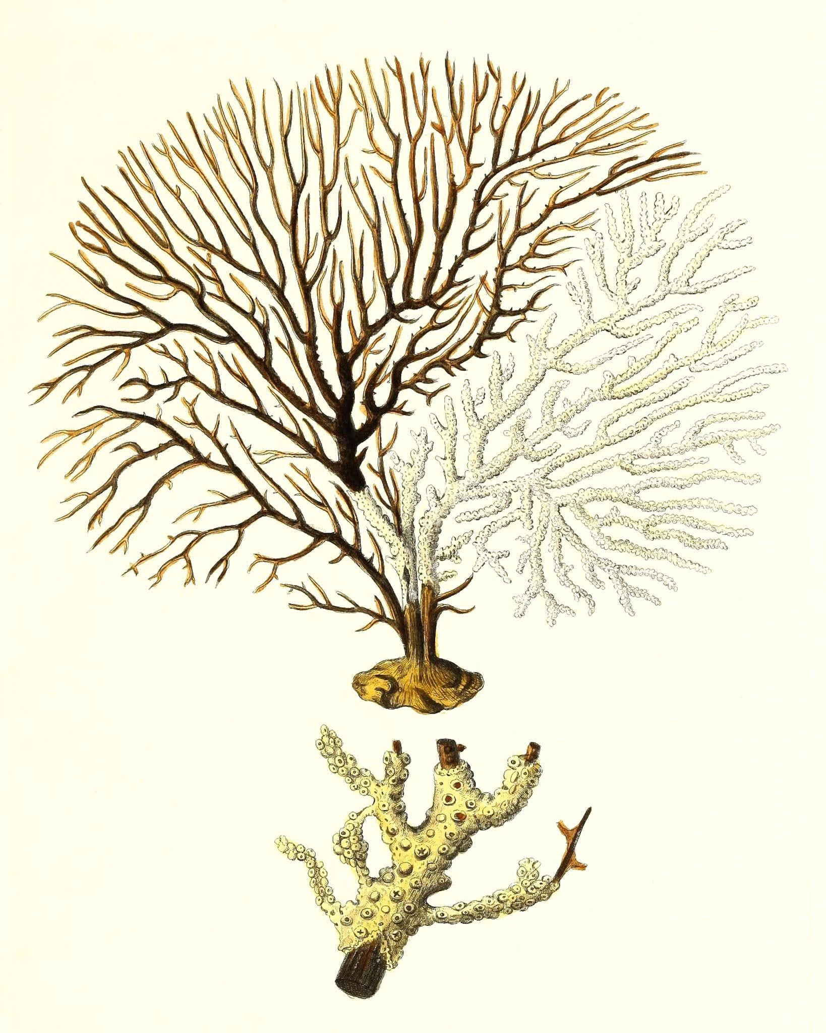 Gorgonia tuberculata