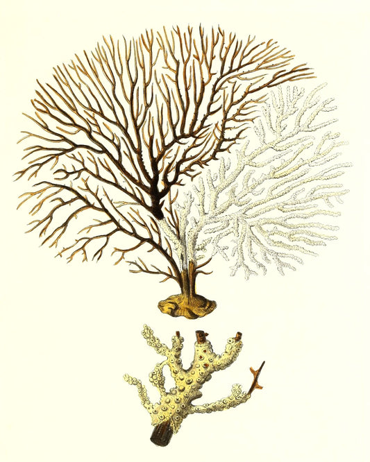 Gorgonia tuberculata
