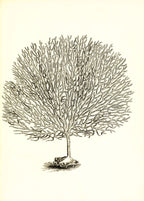 Gorgonia umbraculum