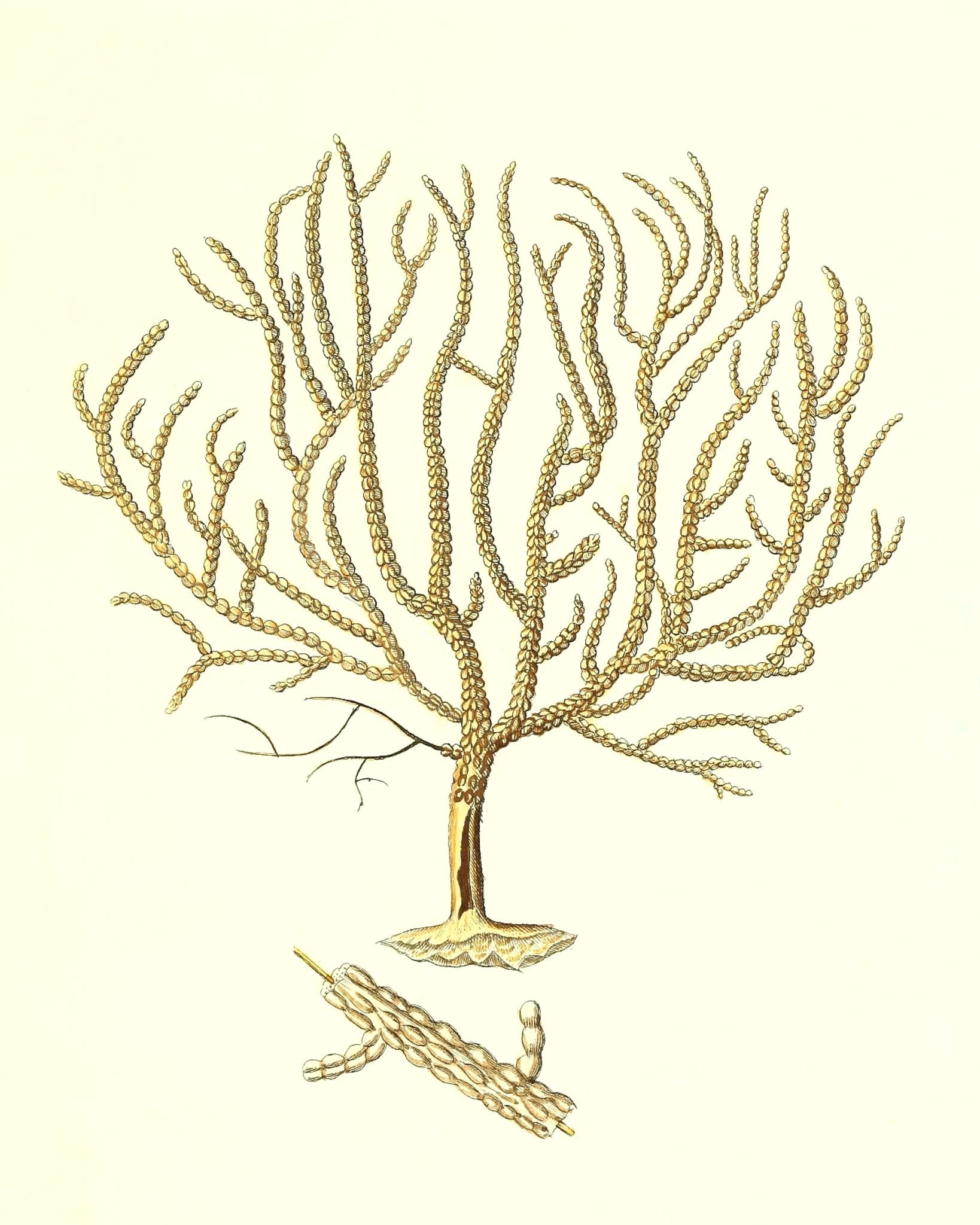 Gorgonia verricofa