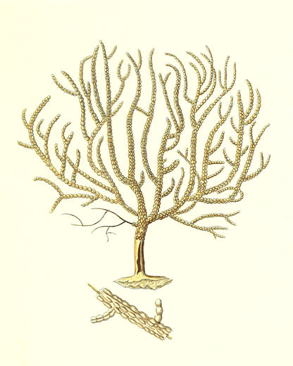 Gorgonia verricofa