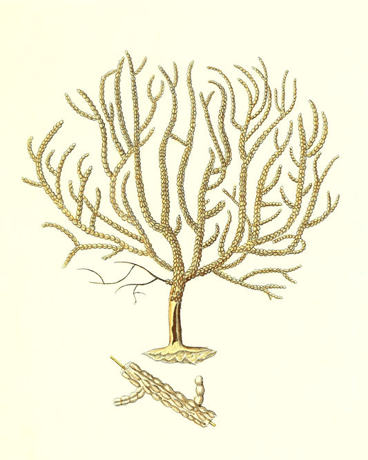 Gorgonia verricofa