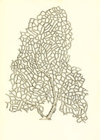 Gorgonia verriculata