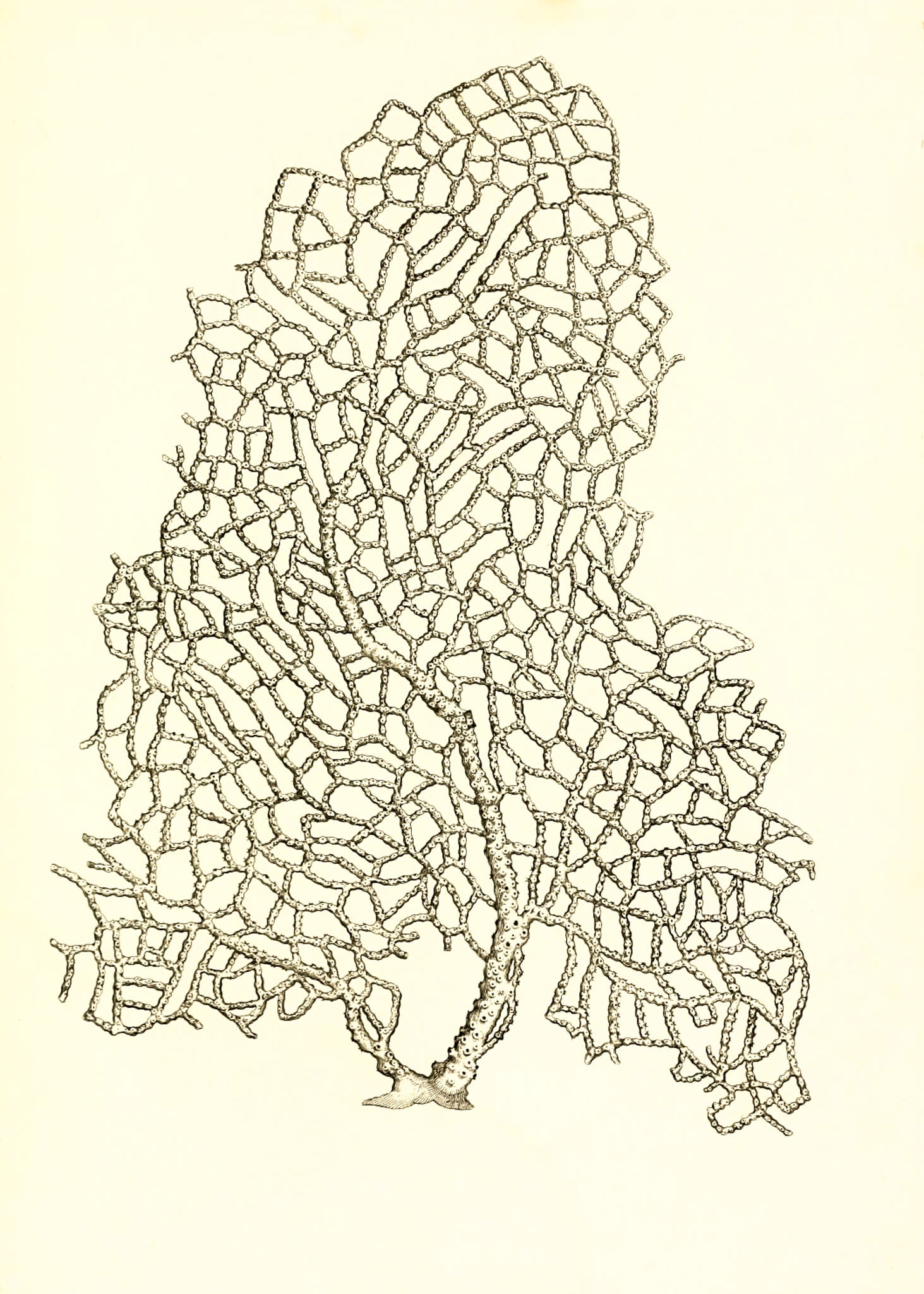 Gorgonia verriculata