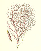 Gorgonia violacea