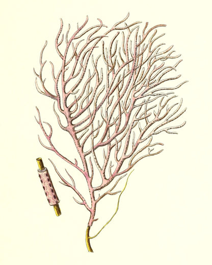 Gorgonia violacea