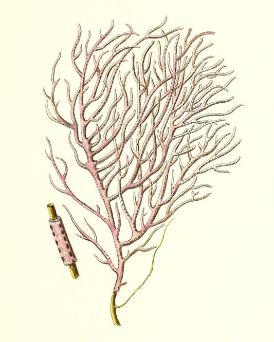 Gorgonia violacea