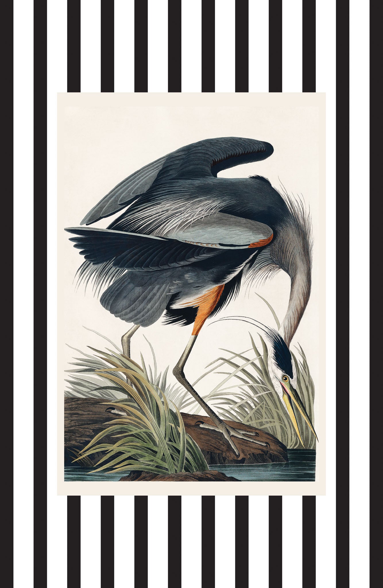Great Blue Heron