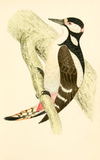 Great Spotted Woodpecker