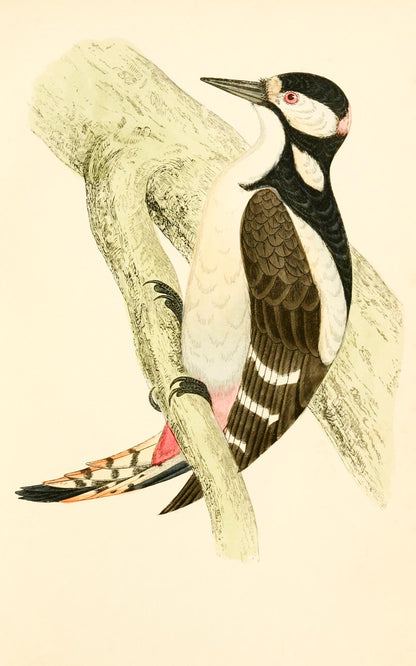 Great Spotted Woodpecker
