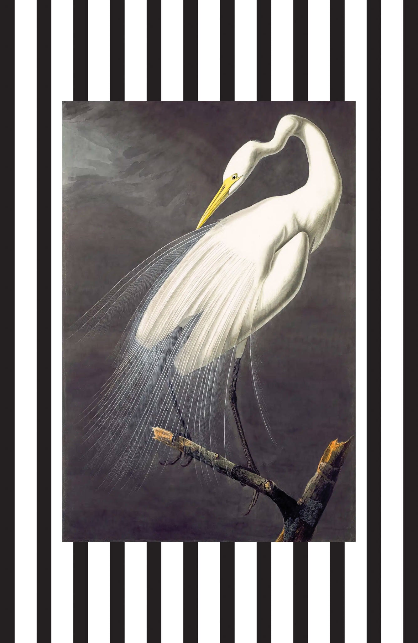 Great White Egret