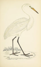 Great White Heron