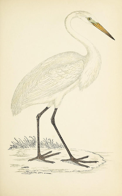 Great White Heron