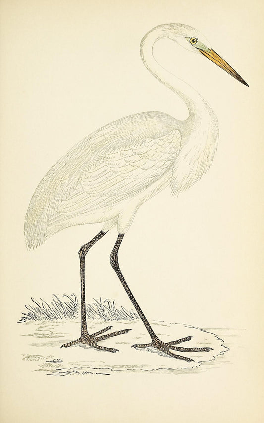 Great White Heron