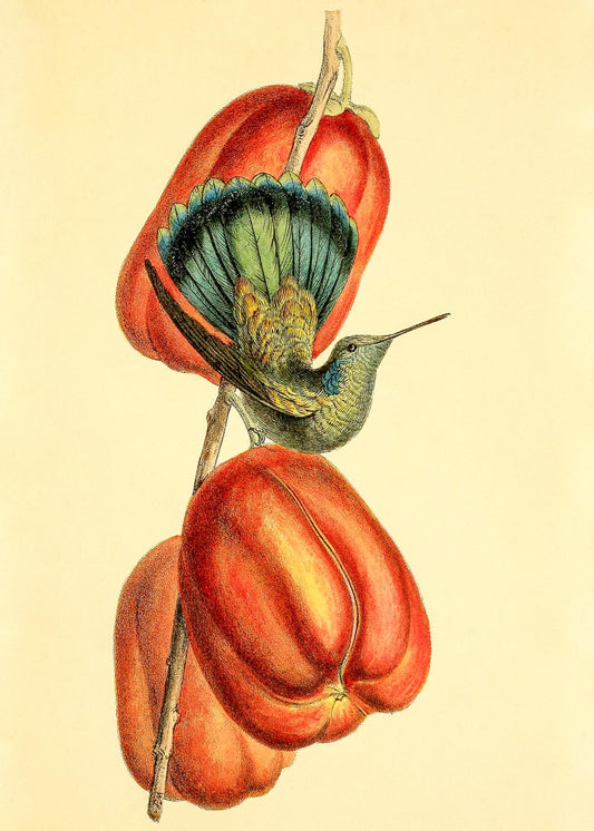 Green-Tail'd Hummingbird