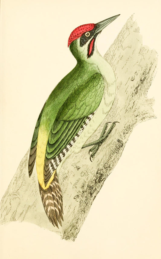 Green Woodpecker