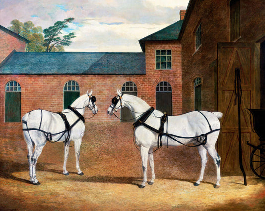 Grey Carriage Horses in the Coachyard at Putteridge Bury