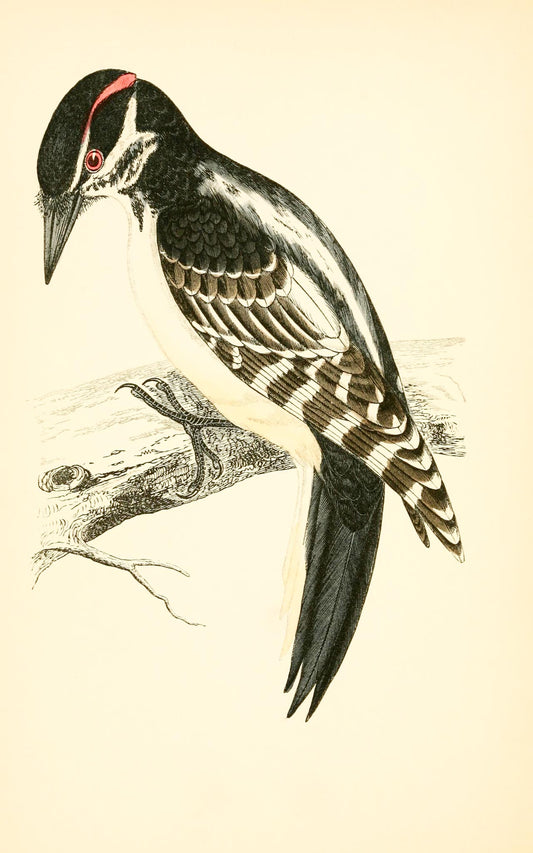 Hairy Woodpecker