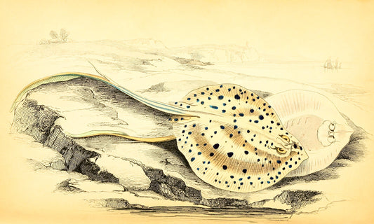 Halgan's Spine-Tailed Ray
