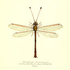 Helcopteryx Rhodiogramma