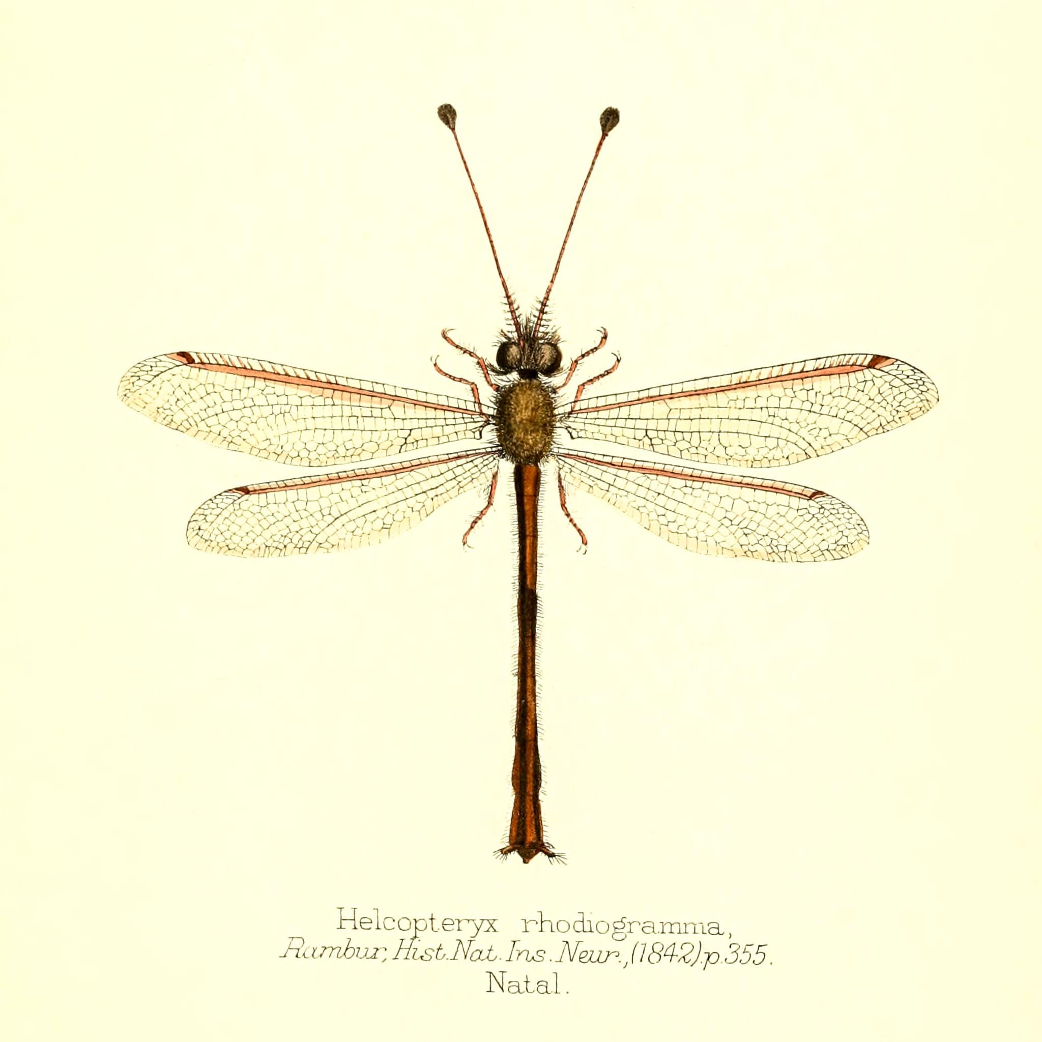 Helcopteryx Rhodiogramma