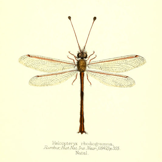 Helcopteryx Rhodiogramma