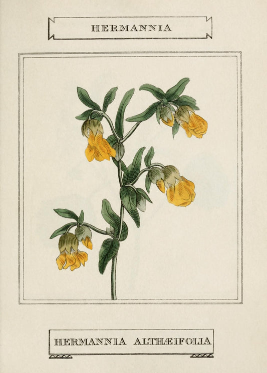 Hermannia