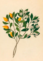 Hexand. Mono (Mimusops Obovata)