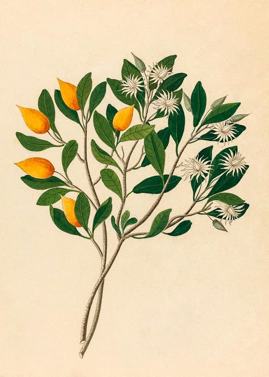 Hexand. Mono (Mimusops Obovata)