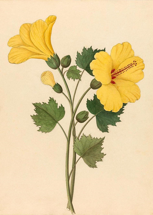 Hibiscus (Hibiscus Calyphyllus)