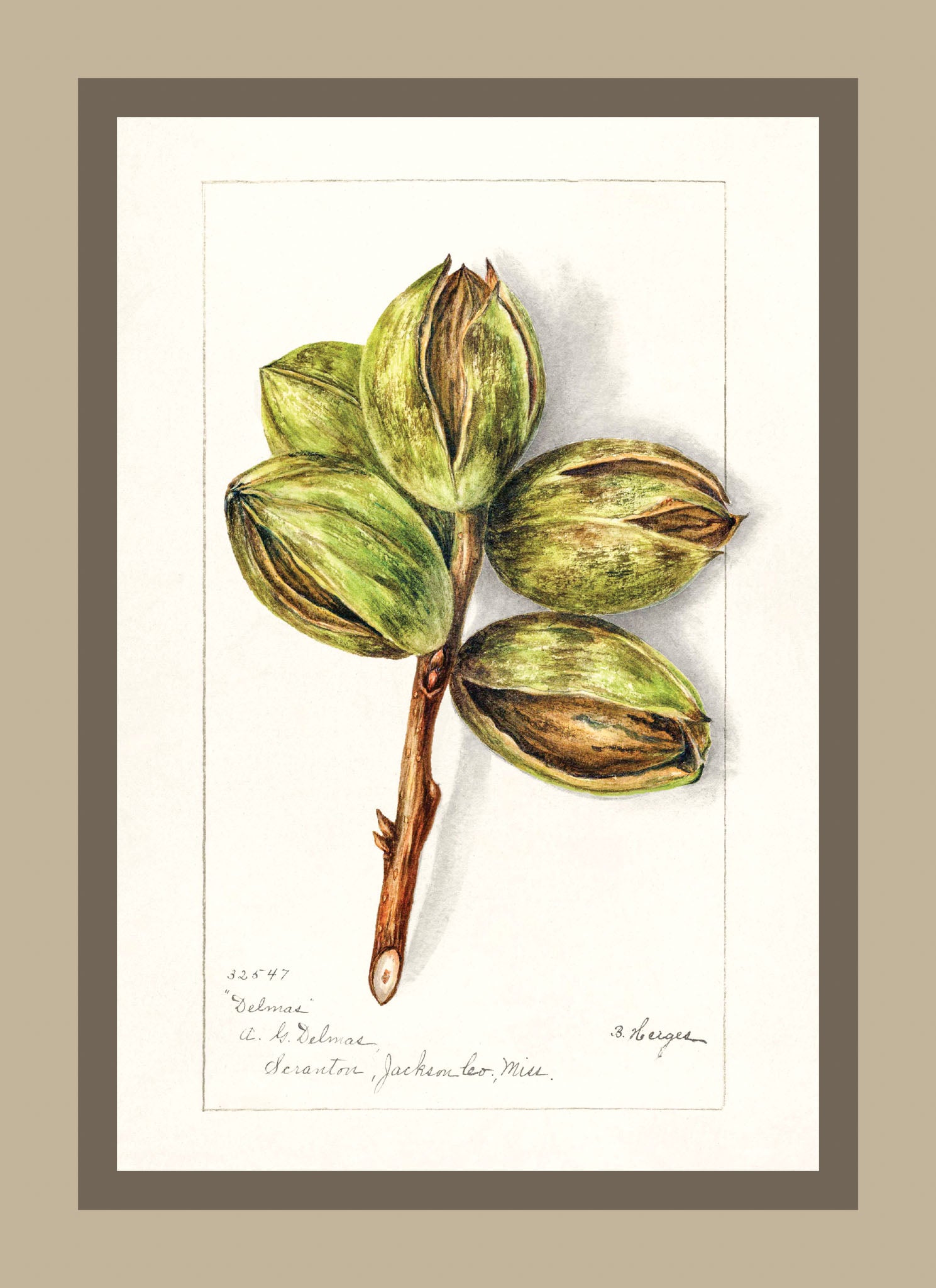 Hickory Carya