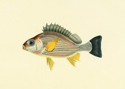 Holocentrus Argenteus
