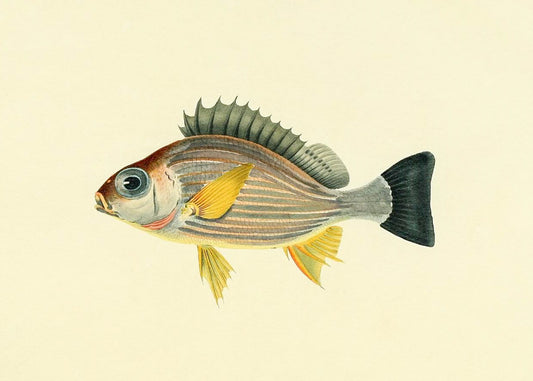 Holocentrus Argenteus