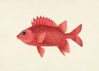 Holocentrus Ruber