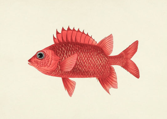 Holocentrus Ruber