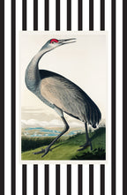 Hooping Crane